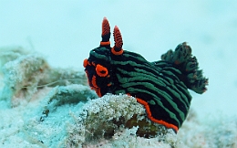 Sipadan_2015_Nudibranche_Nembrotha kubaryana_IMG_3167_rc